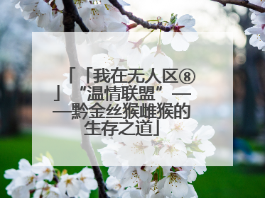 「我在无人区⑧」“温情联盟”——黔金丝猴雌猴的生存之道