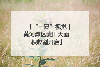“三夏”视觉｜黄河滩区麦田大面积收割开启