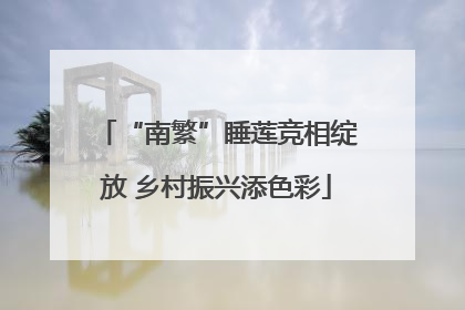 “南繁”睡莲竞相绽放 乡村振兴添色彩