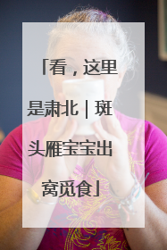 看，这里是肃北｜斑头雁宝宝出窝觅食