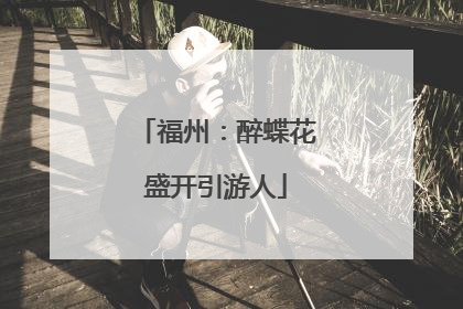 福州：醉蝶花盛开引游人