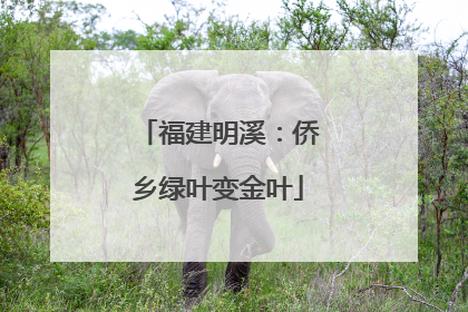 福建明溪：侨乡绿叶变金叶
