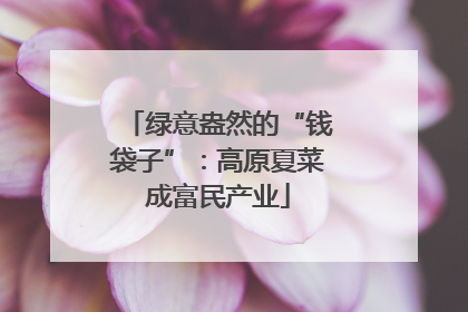 绿意盎然的“钱袋子”：高原夏菜成富民产业