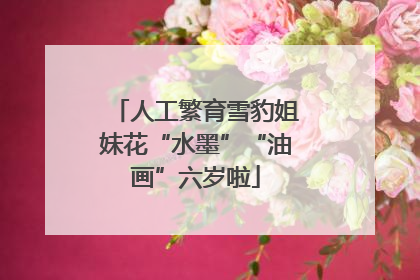 人工繁育雪豹姐妹花“水墨”“油画”六岁啦