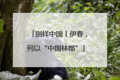 别样中国丨伊春，何以“中国林都”