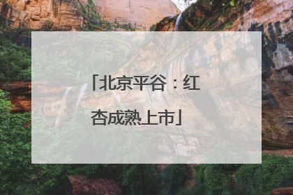 北京平谷：红杏成熟上市
