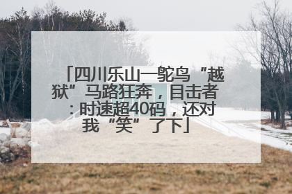 四川乐山一鸵鸟“越狱”马路狂奔，目击者：时速超40码，还对我“笑”了下