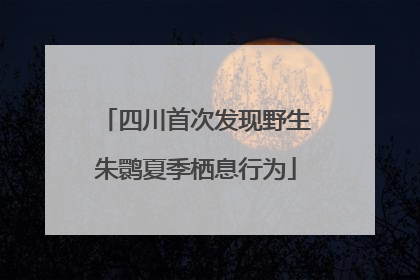 四川首次发现野生朱鹮夏季栖息行为