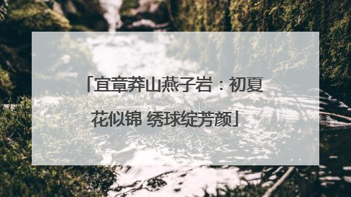 宜章莽山燕子岩：初夏花似锦 绣球绽芳颜