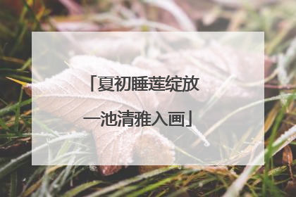 夏初睡莲绽放 一池清雅入画