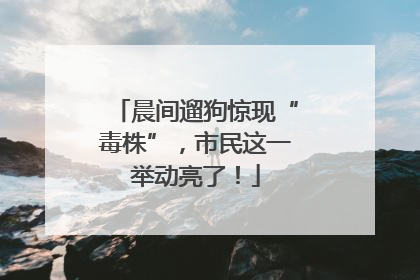 晨间遛狗惊现“毒株”，市民这一举动亮了！