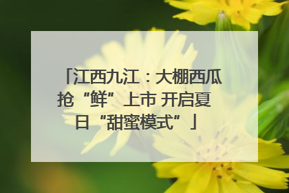 江西九江：大棚西瓜抢“鲜”上市 开启夏日“甜蜜模式”