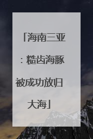 海南三亚：糙齿海豚被成功放归大海