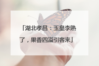 湖北孝昌：玉皇李熟了，果香四溢引客来