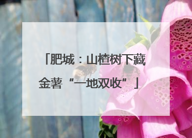 肥城：山楂树下藏金薯“一地双收”