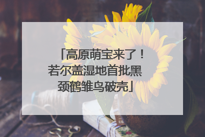 高原萌宝来了！若尔盖湿地首批黑颈鹤雏鸟破壳