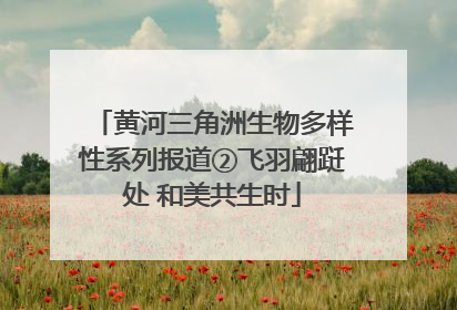 黄河三角洲生物多样性系列报道②飞羽翩跹处 和美共生时