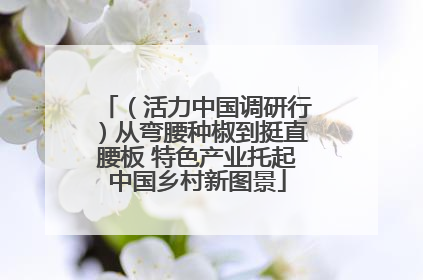 （活力中国调研行）从弯腰种椒到挺直腰板 特色产业托起中国乡村新图景